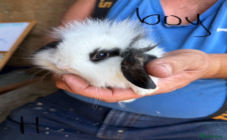 Mini Lop rabbits - Advert 1