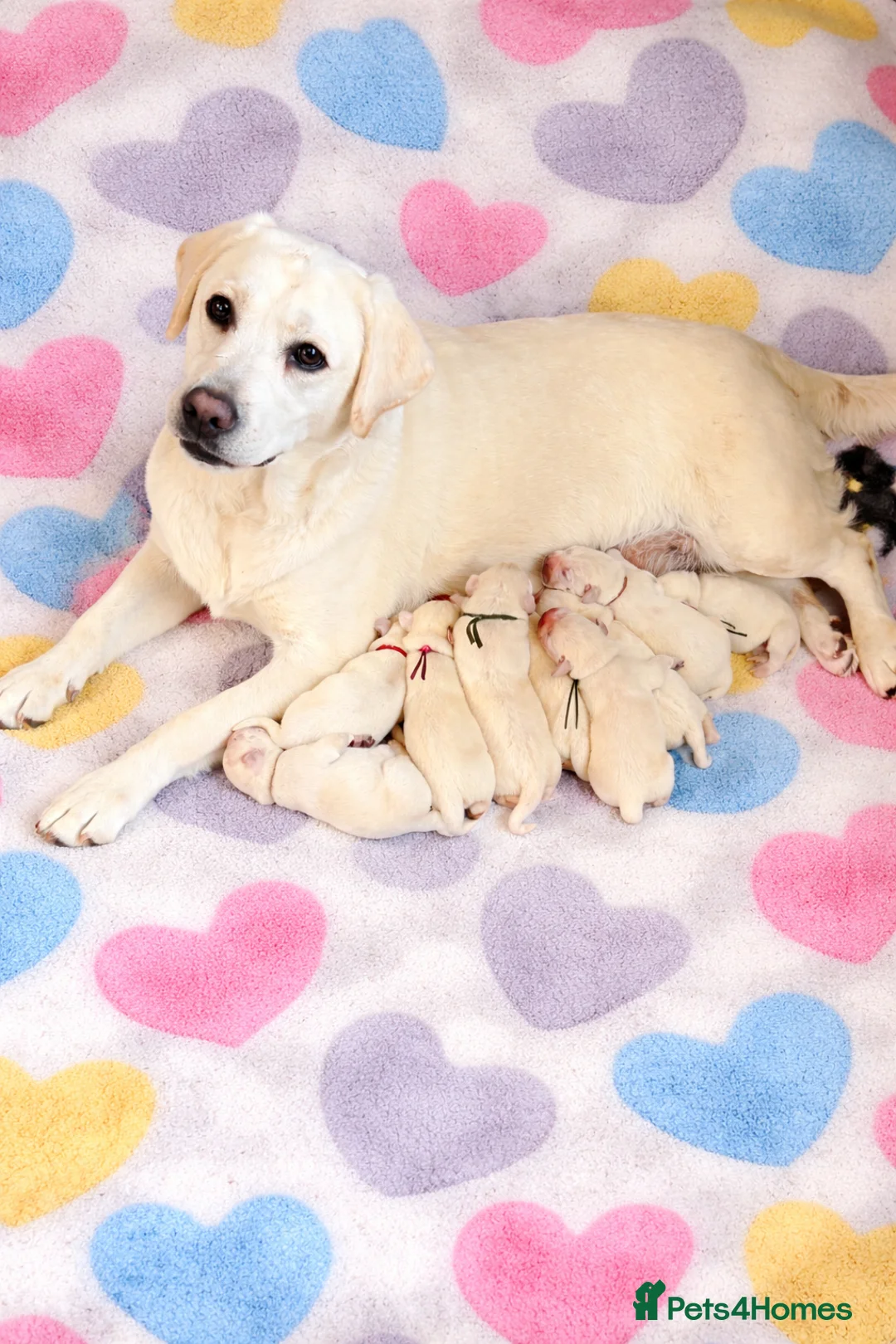 Labrador Retriever dogs for sale: White/Cream Labrador Retriever Puppies available  - Advert 2