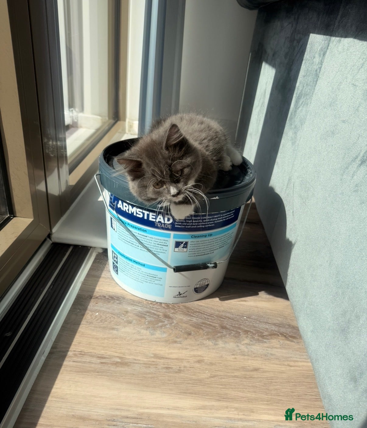 Mixed Breed cats Stormy-gray - Advert 2