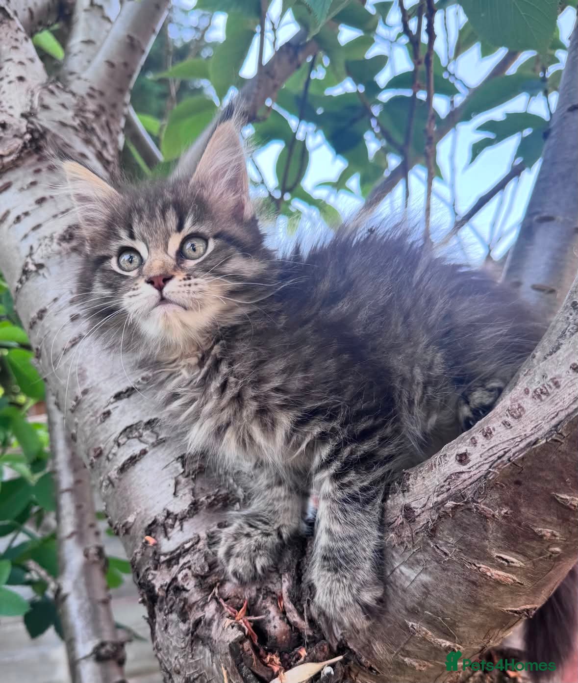 Maine Coon cats Maine Coon purebred Active female - Advert 4