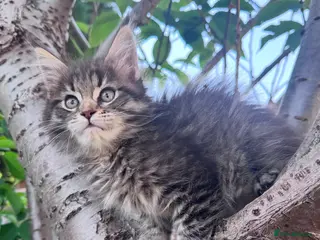 Maine Coon cats Maine Coon purebred Active female - Advert 4