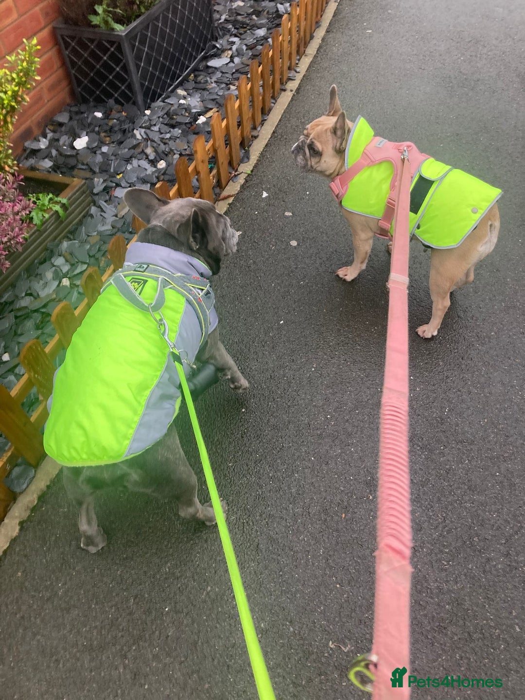 French Bulldog dogs for adoption: 💖DORA-Betrayed Many Times, But Still Loving💖 - Advert 9