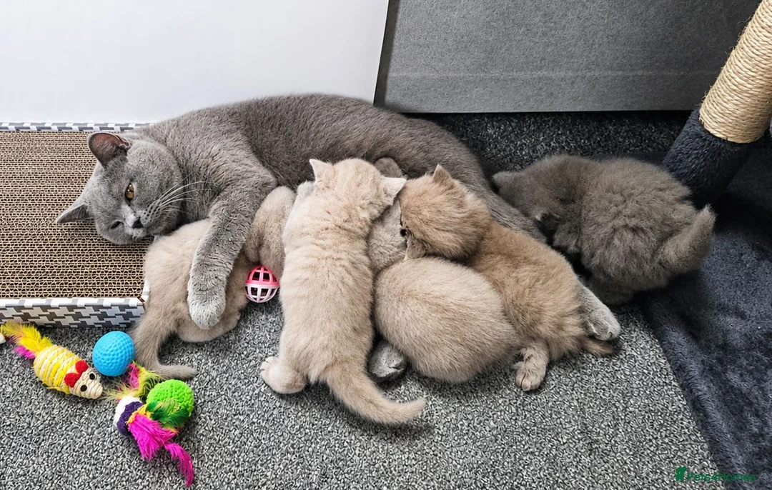 British Shorthair cats for sale:  *READY TO GO* beautiful British shorthair/ long - Advert 2