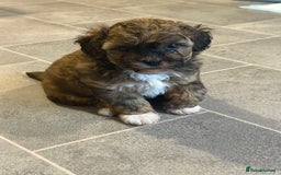 Shihpoo dogs for sale: Gorgeous Shihpoo pups for sale  - Image 4