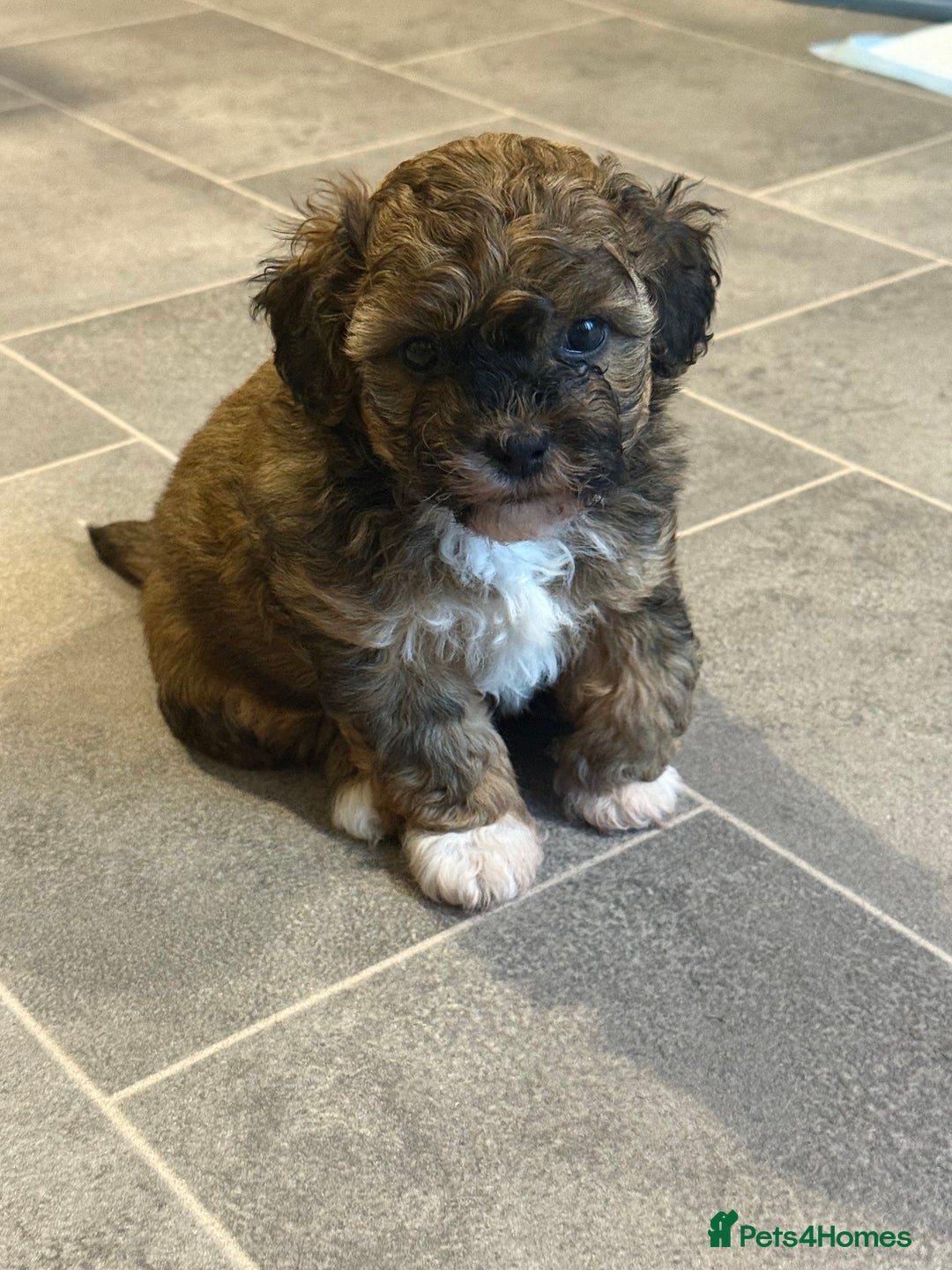 Shihpoo dogs for sale: Gorgeous Shihpoo pups for sale  - Image 4