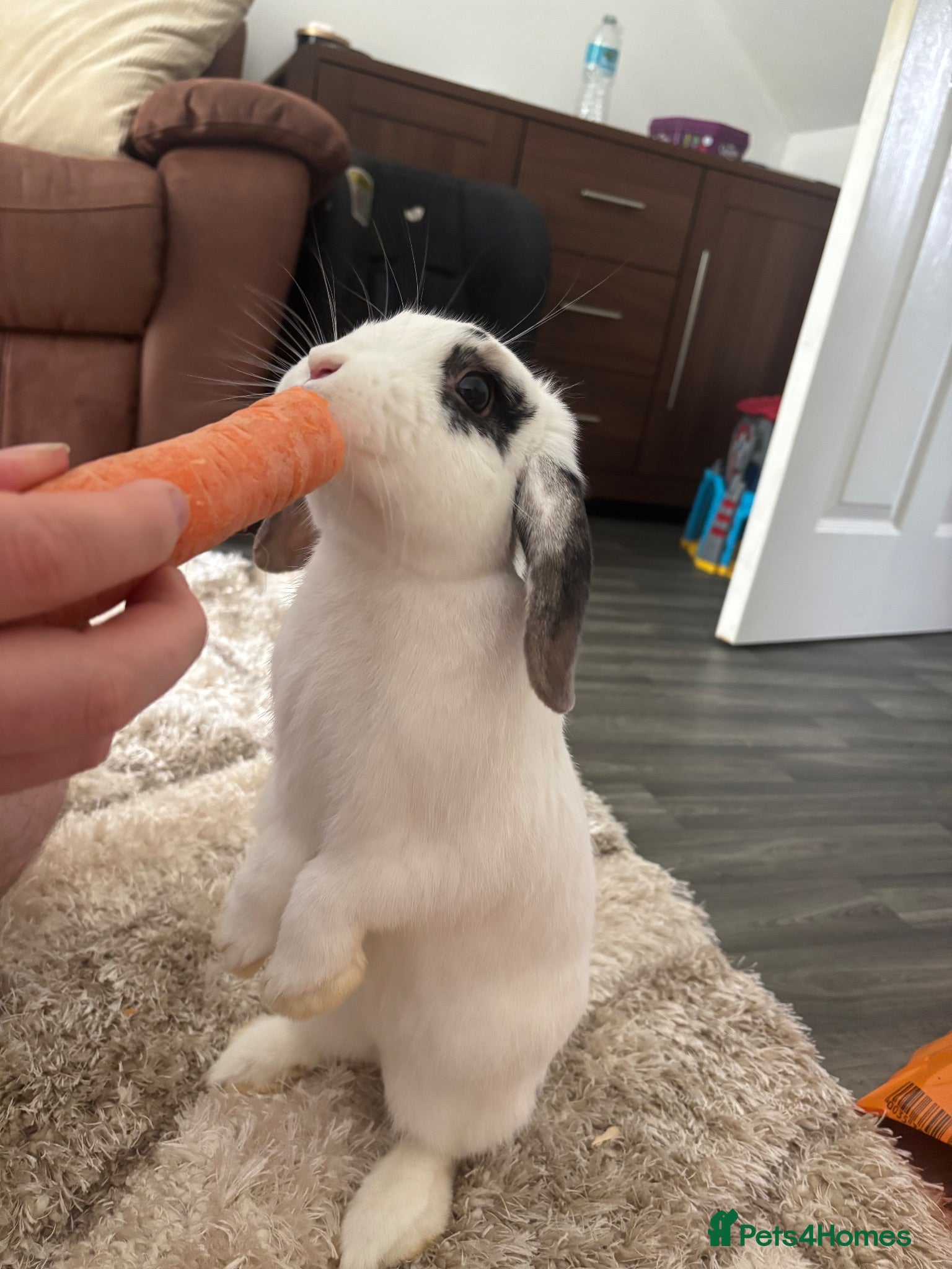 Mini Lop rabbits White and black minilop  - Advert 1