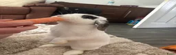 Mini Lop rabbits for sale: White and black minilop  in Telford - Advert 1