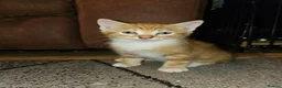 Mixed Breed cats for sale: Lovely kittens  - Advert 4