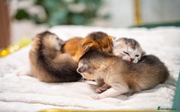 Abyssinian cats for sale: Silver Black Abyssinians-Champion TICA pedigree - Image 7