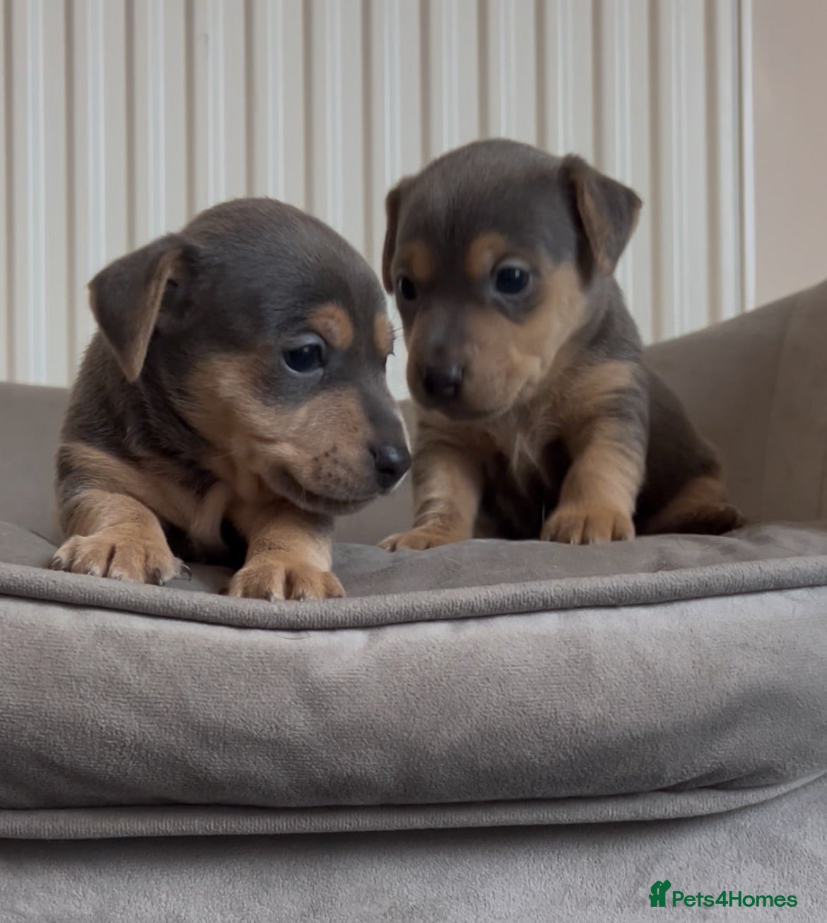 Jack Russell dogs Blue and tan jack Russel pups  - Advert 9