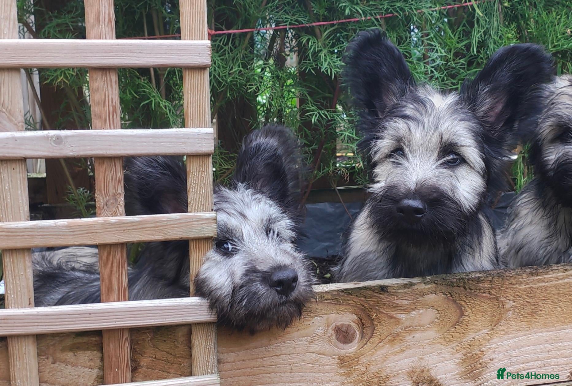 Skye Terrier dogs Two Beautiful Skye Terrier Puppies  - Advert 1