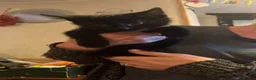 Mixed Breed cats for sale: 2 black males 8 weeks old - Advert 3