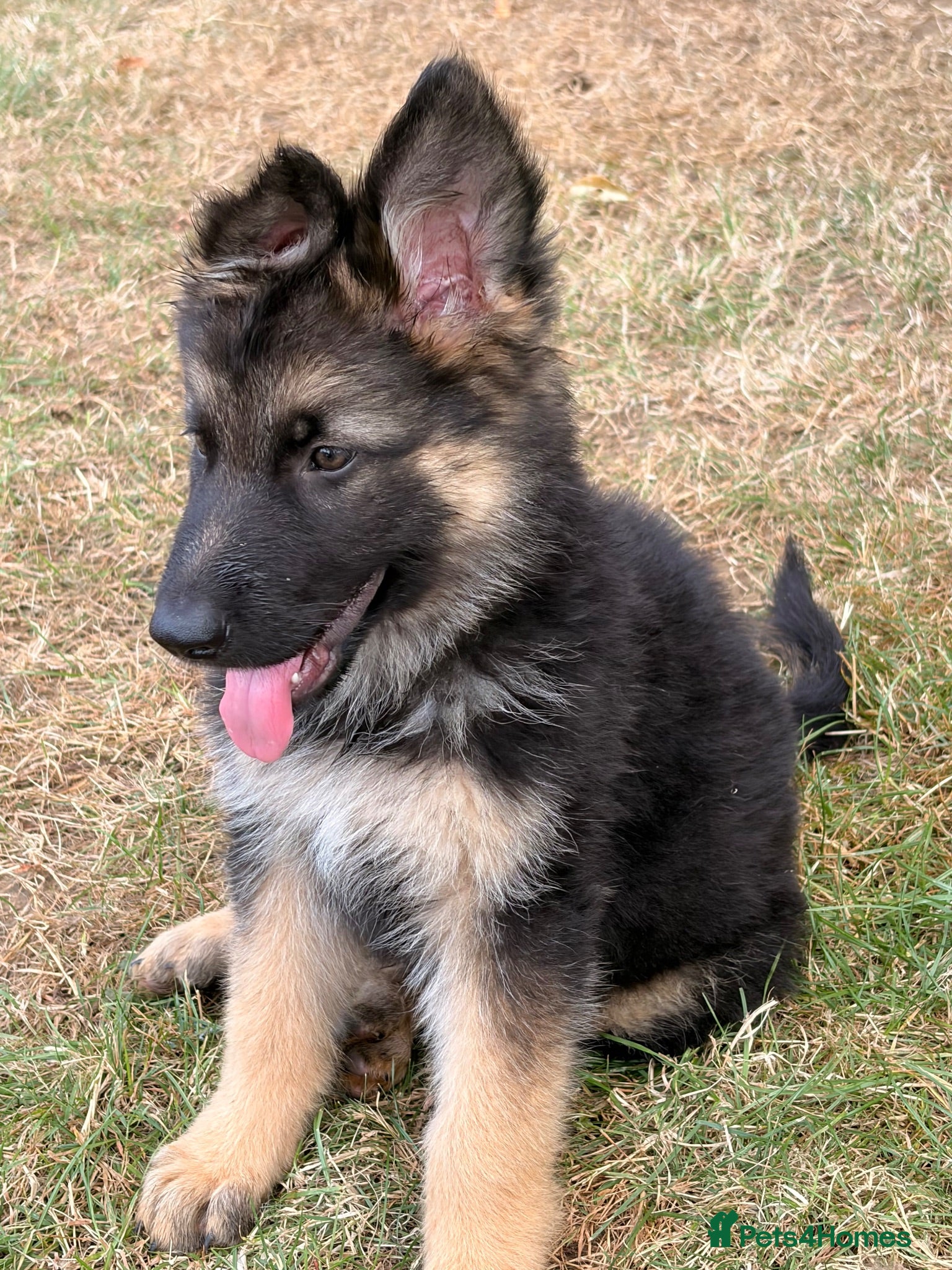 German Shepherd dogs Beautiful German shepherd puppies - Advert 4