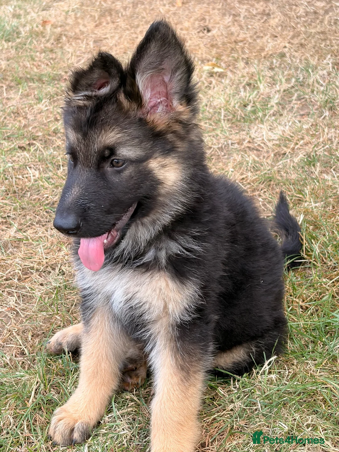 German Shepherd dogs for sale: Beautiful German shepherd puppies - Advert 1