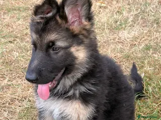 German Shepherd dogs Beautiful German shepherd puppies - Advert 4
