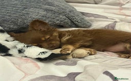 Chihuahua dogs for sale: Beautiful long hair Chihuahua girl for sale - Image 9