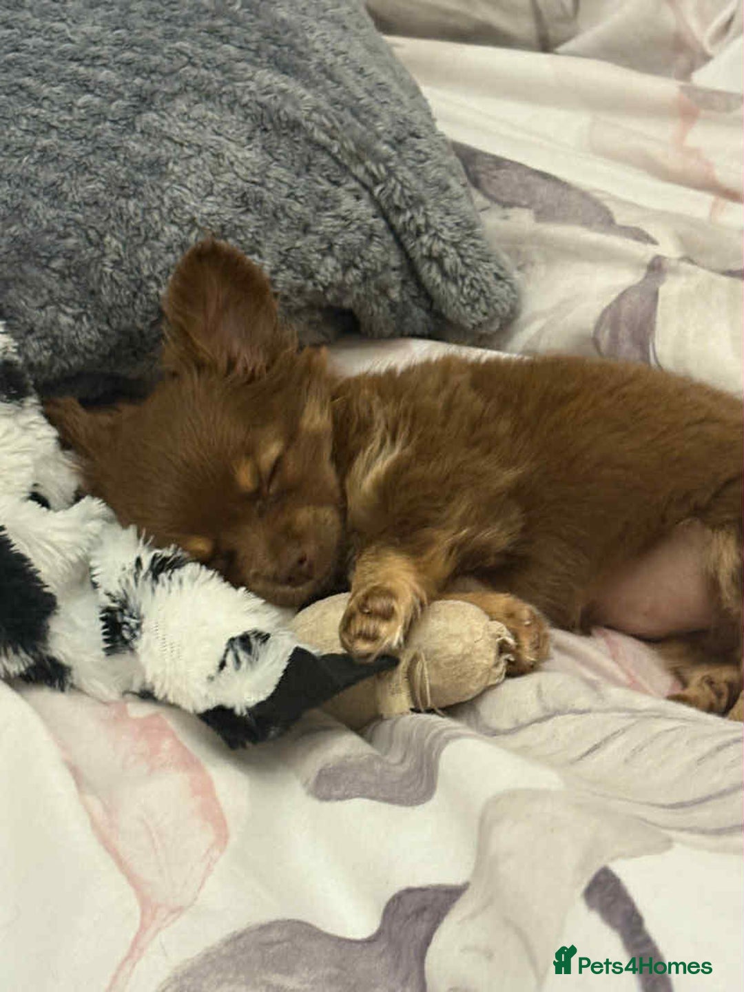 Chihuahua dogs for sale: Beautiful long hair Chihuahua girl for sale - Image 9