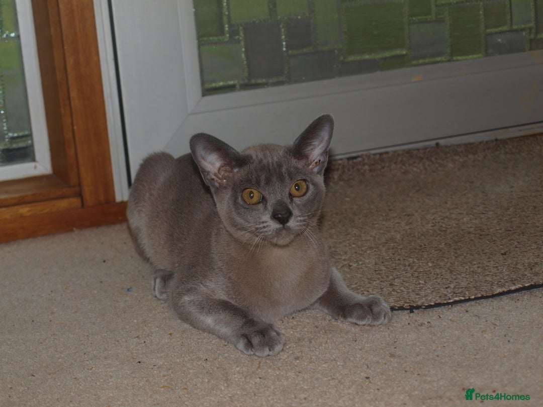 Burmese cats for sale: Pedigree Lilac Male Burmese Kitten - Advert 14