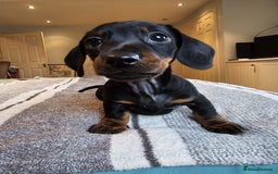 Dachshund dogs for sale: Gorgeous pure bred miniature dachshunds  - Image 11