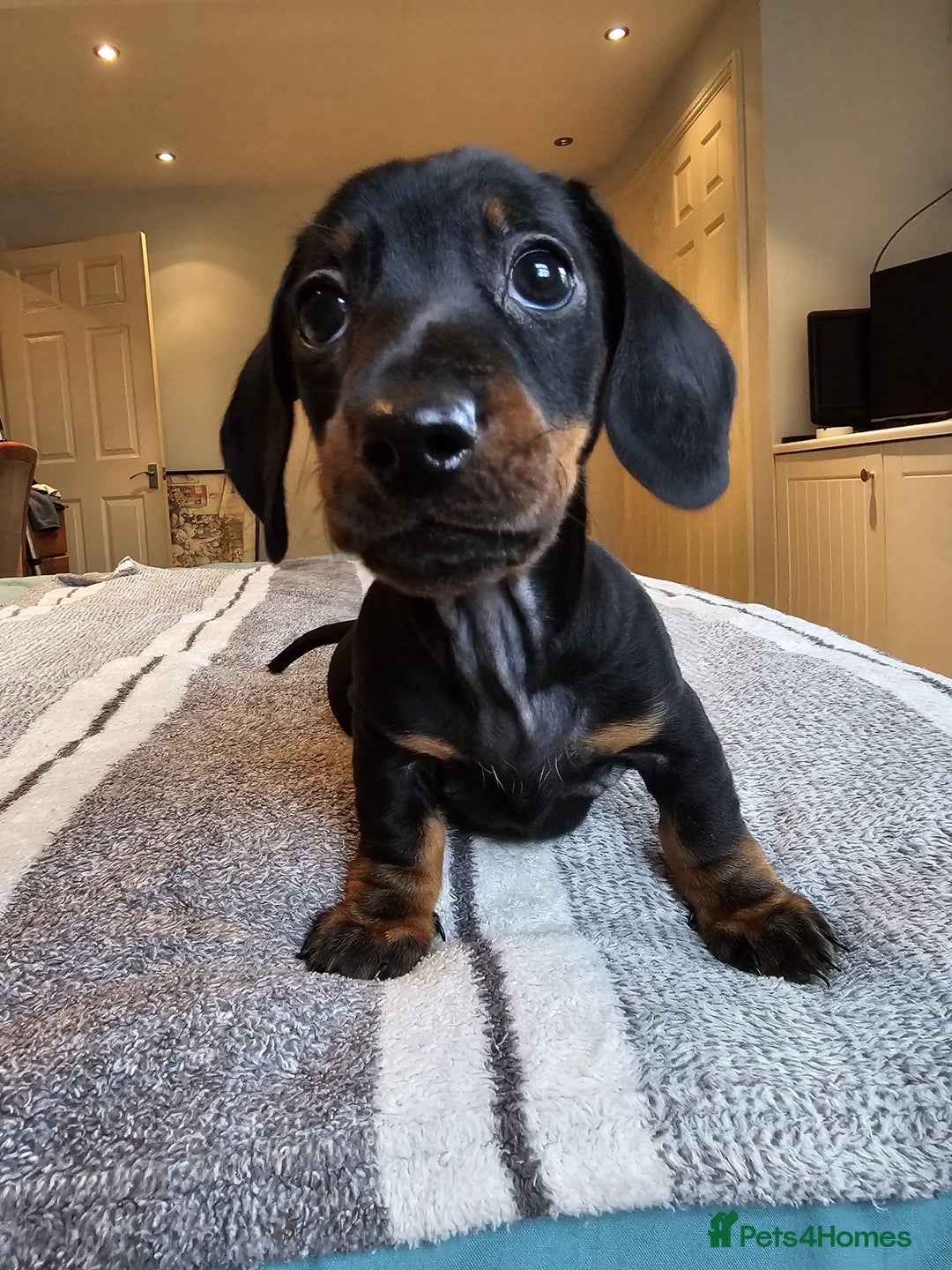 Dachshund dogs for sale: Gorgeous pure bred miniature dachshunds  - Image 11