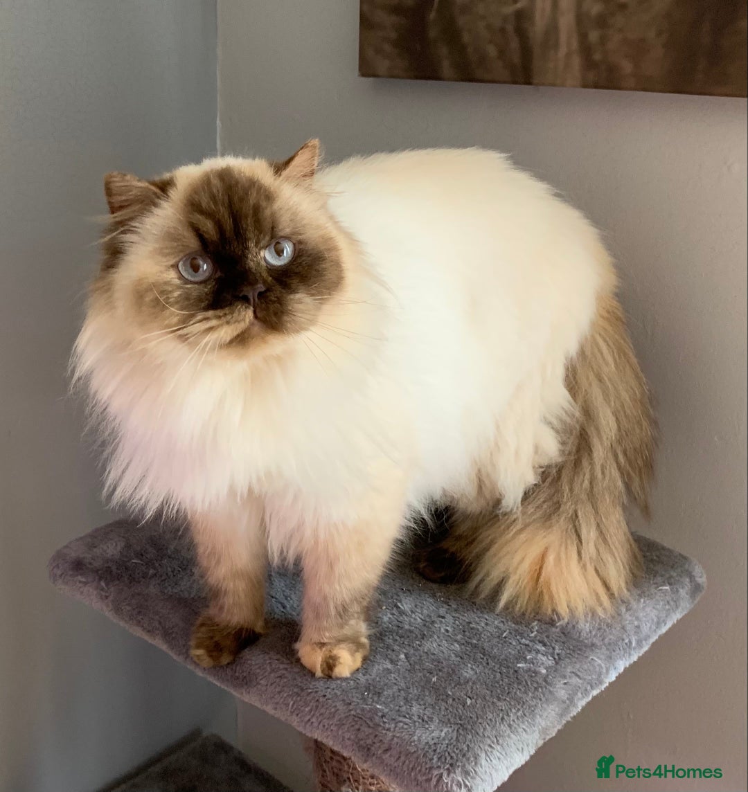 British Longhair cats for sale: BRIRISH long hair kittens - Image 15