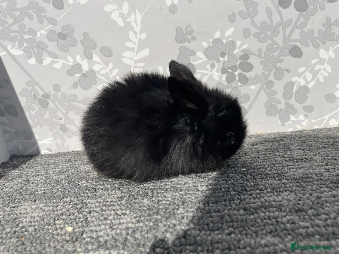 Mini Lop rabbits for sale: Mini lops  - Advert 5