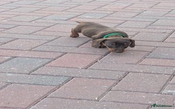 Dachshund dogs for sale: Dachshund puppies - Image 4