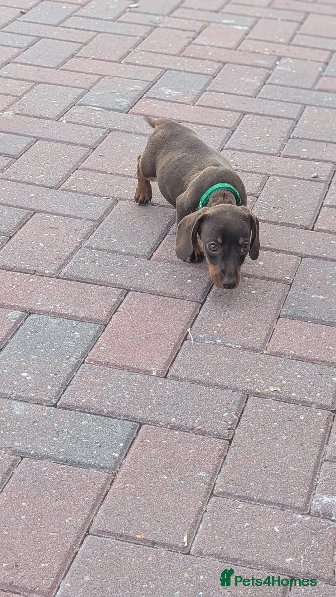 Dachshund dogs for sale: Dachshund puppies - Image 4
