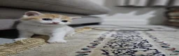 Mixed Breed cats for sale: Scottish Fold Kittens Looking for Loving Homes in London - Advert 5