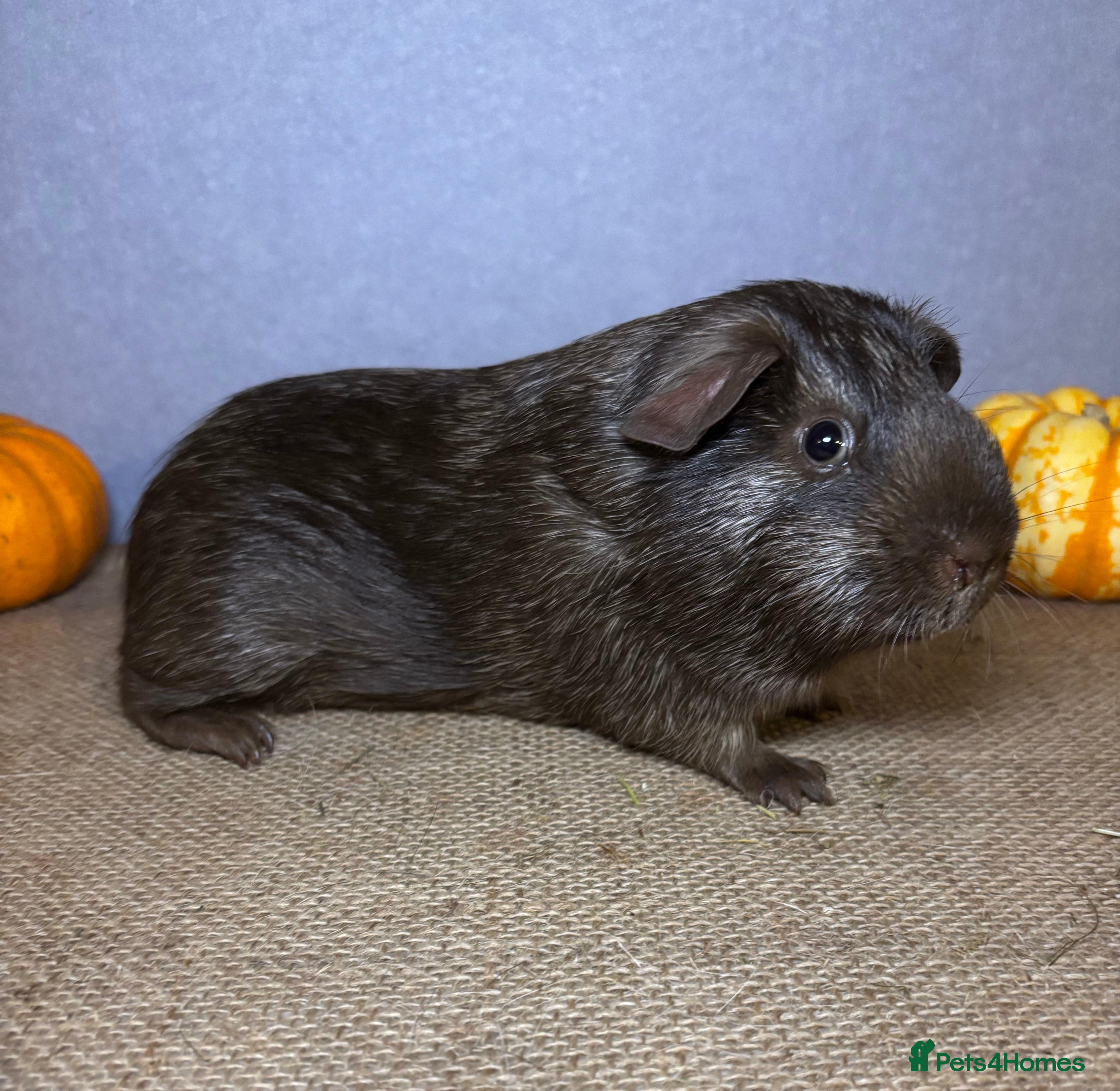 Guinea Pig rodents Chocolate Tweed - Advert 5