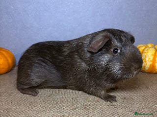 Guinea Pig rodents Chocolate Tweed - Advert 16