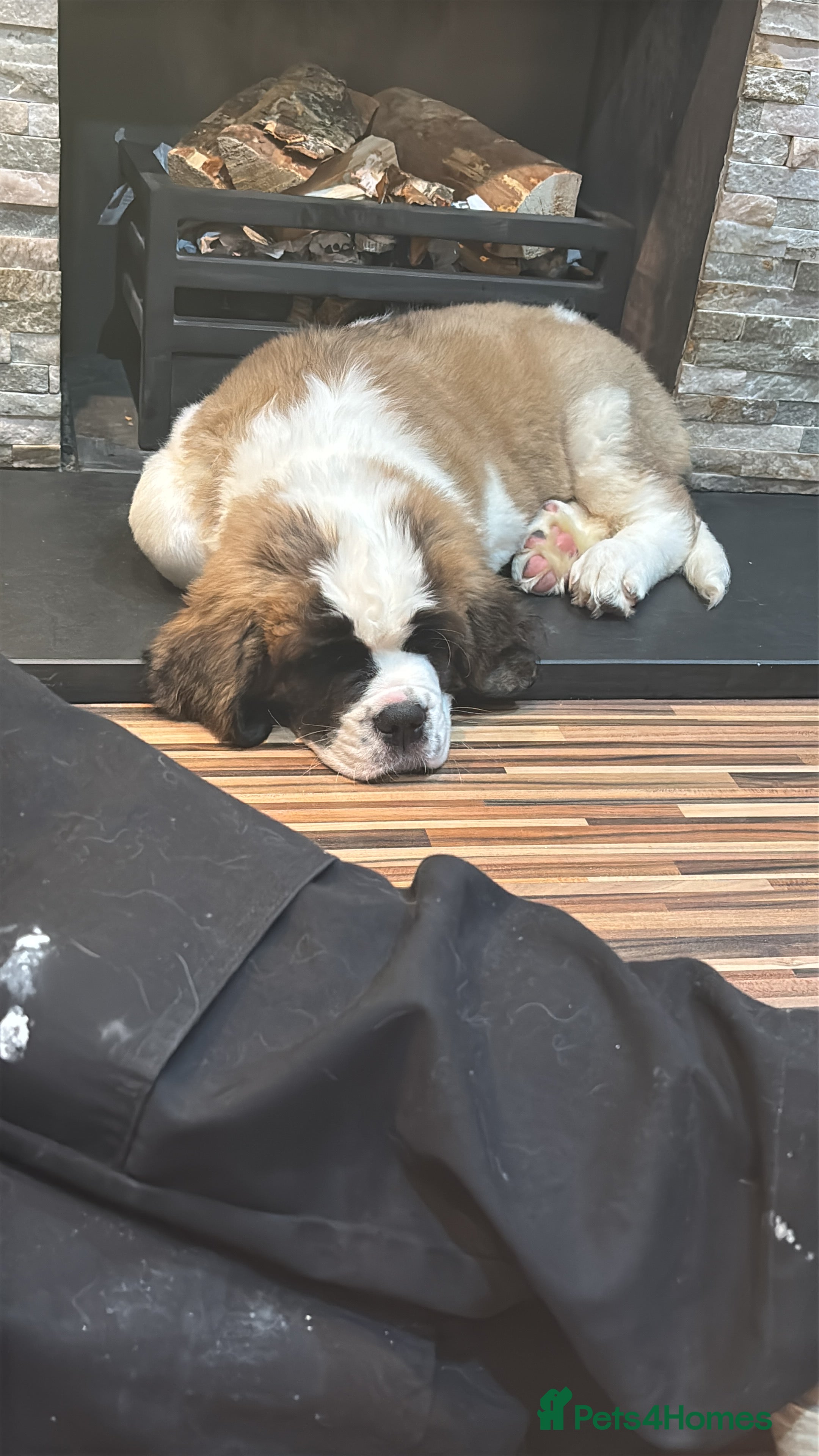 Saint Bernard dogs Saint Bernard puppy - Advert 3