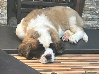 Saint Bernard dogs Saint Bernard puppy - Advert 3