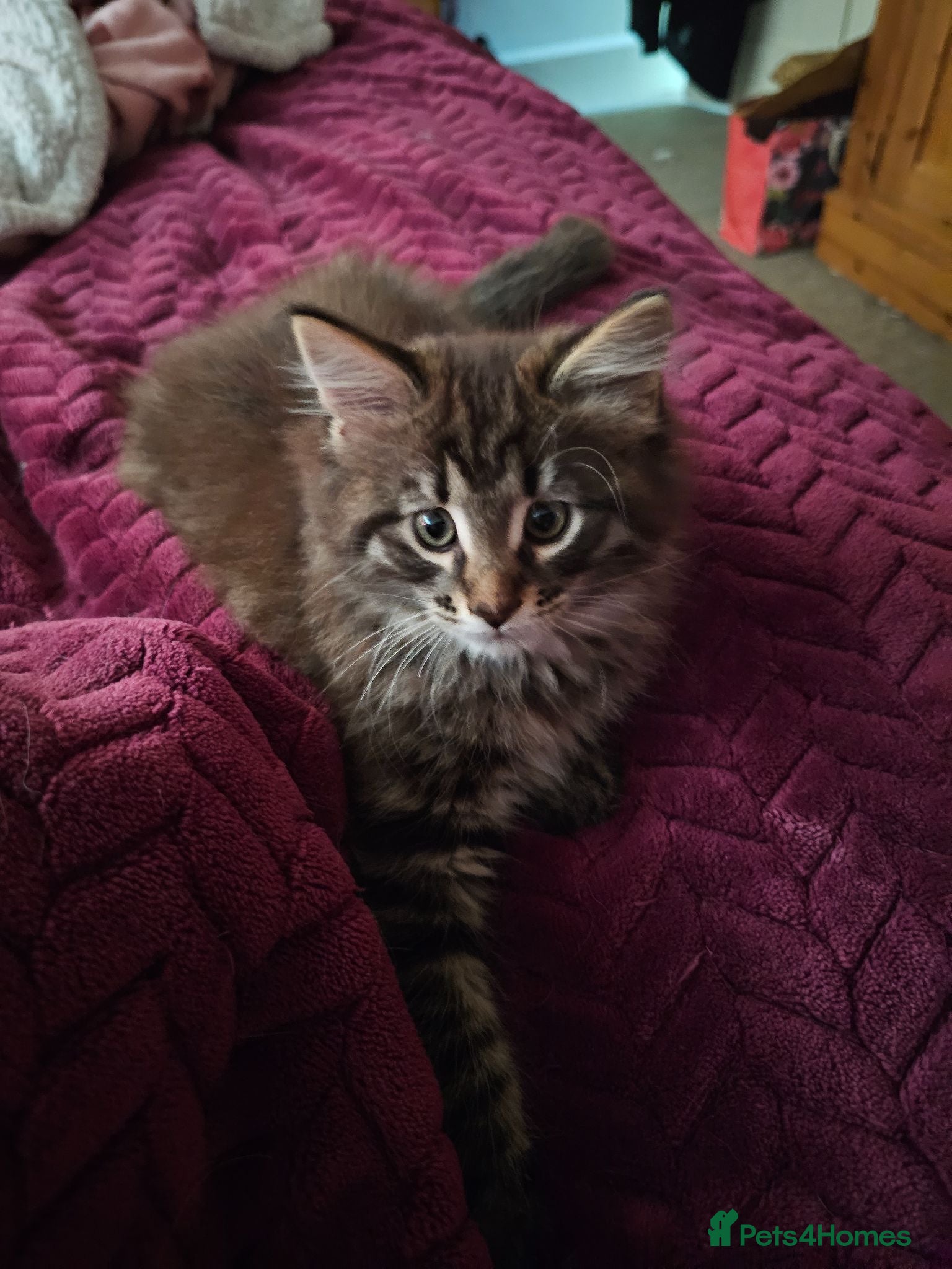 Maine Coon cats Beautiful Female Maine coon cross  - Advert 2