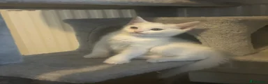 Kitten 1