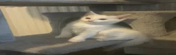 Turkish Angora cats for sale: **READY TO LEAVE** 1 Male Turkish Angora Kitten - Advert 6