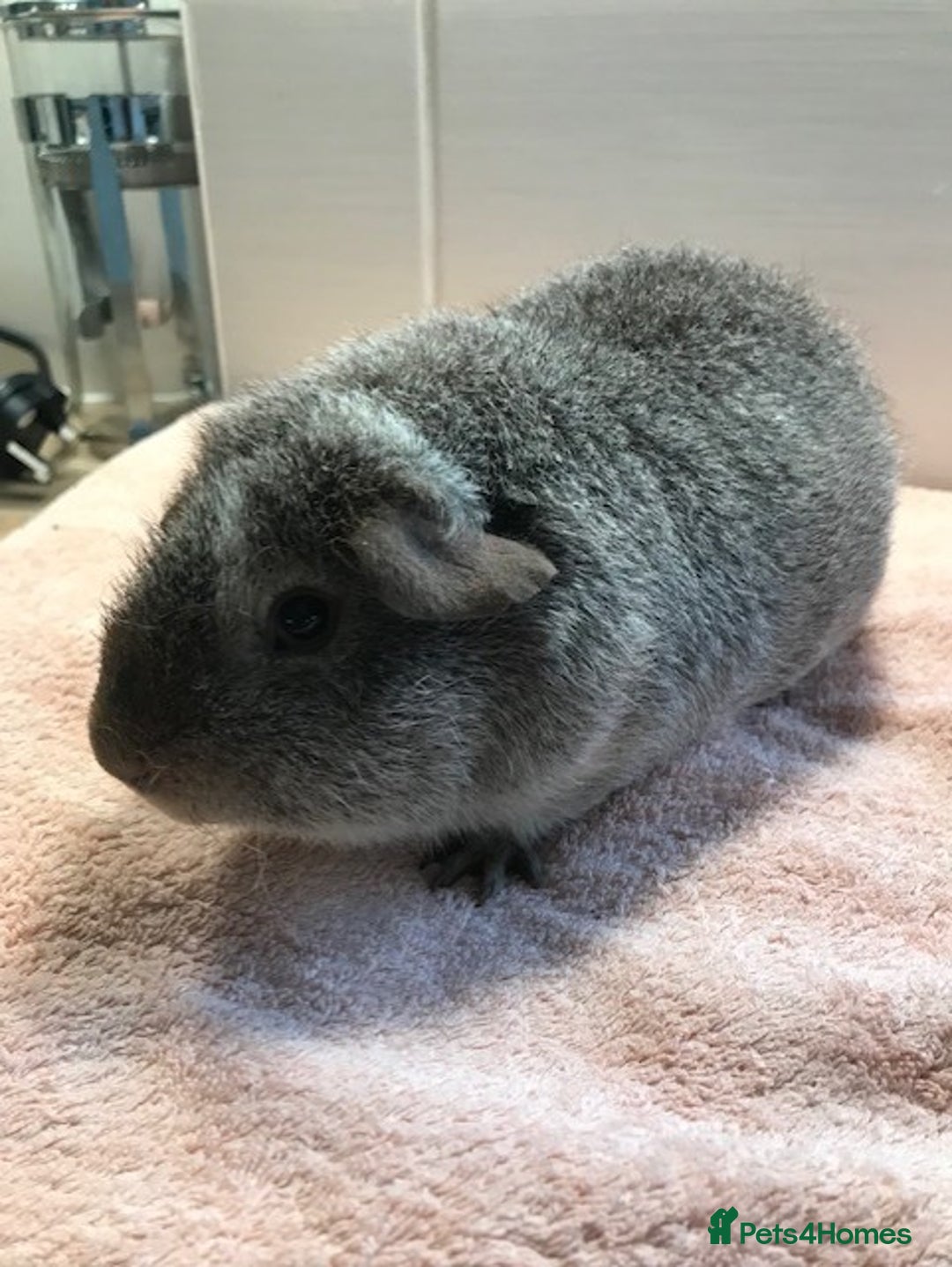 Guinea Pig rodents for sale: Beautiful Pigs - Boars, Sows, Pairs and Single - Advert 16