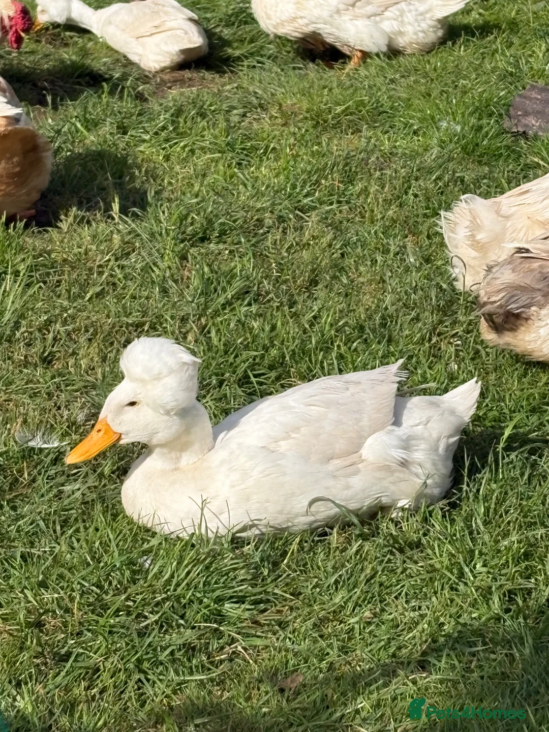 Ducks poultry for sale: Crested ducks for sale. in Ross-on-Wye - Advert 1