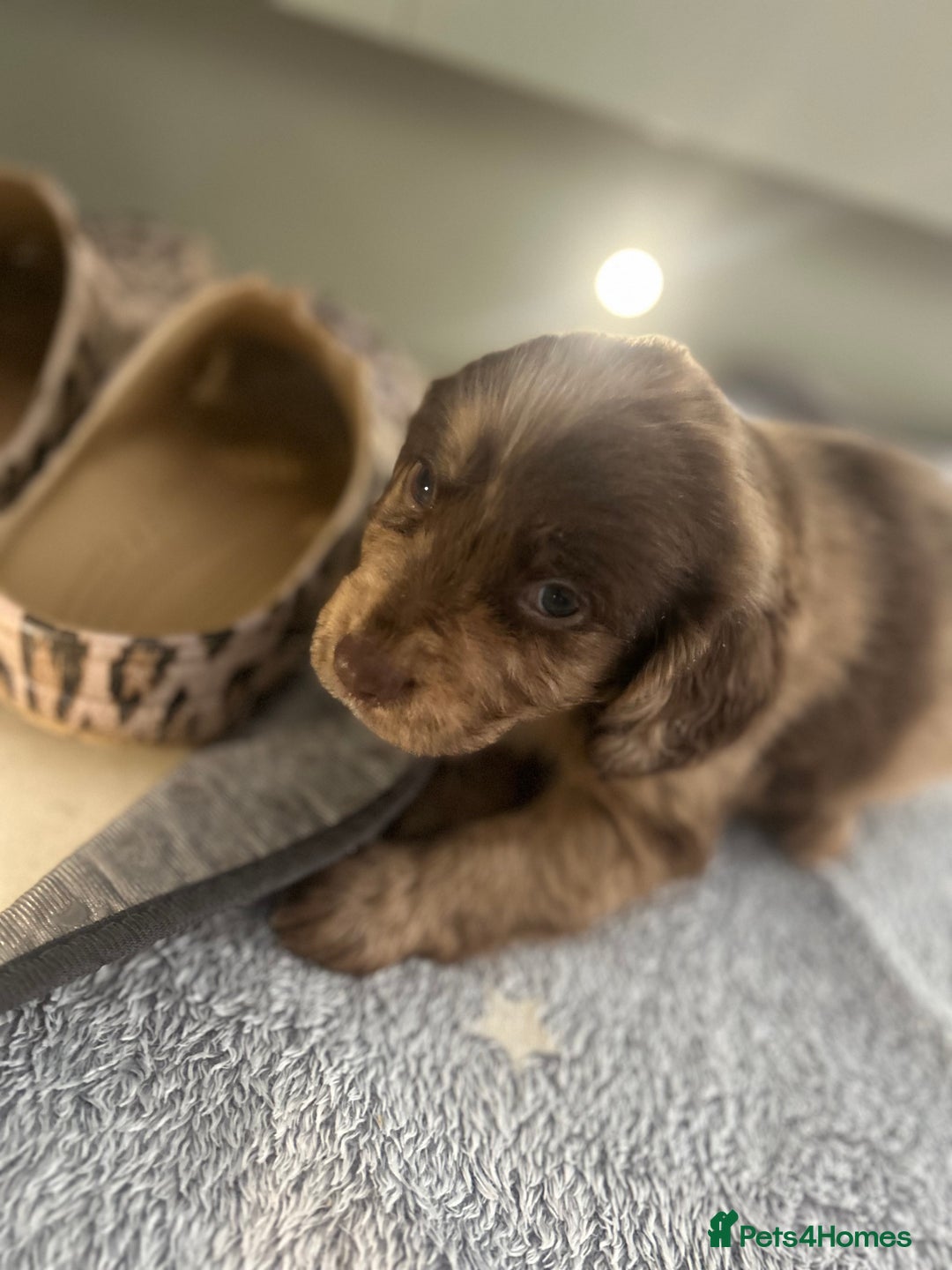 Cocker Spaniel dogs for sale: Cracking Cocker Spaniels  - Image 16