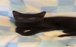 Mixed Breed cats for sale: Kittens Ready Now - Image 6