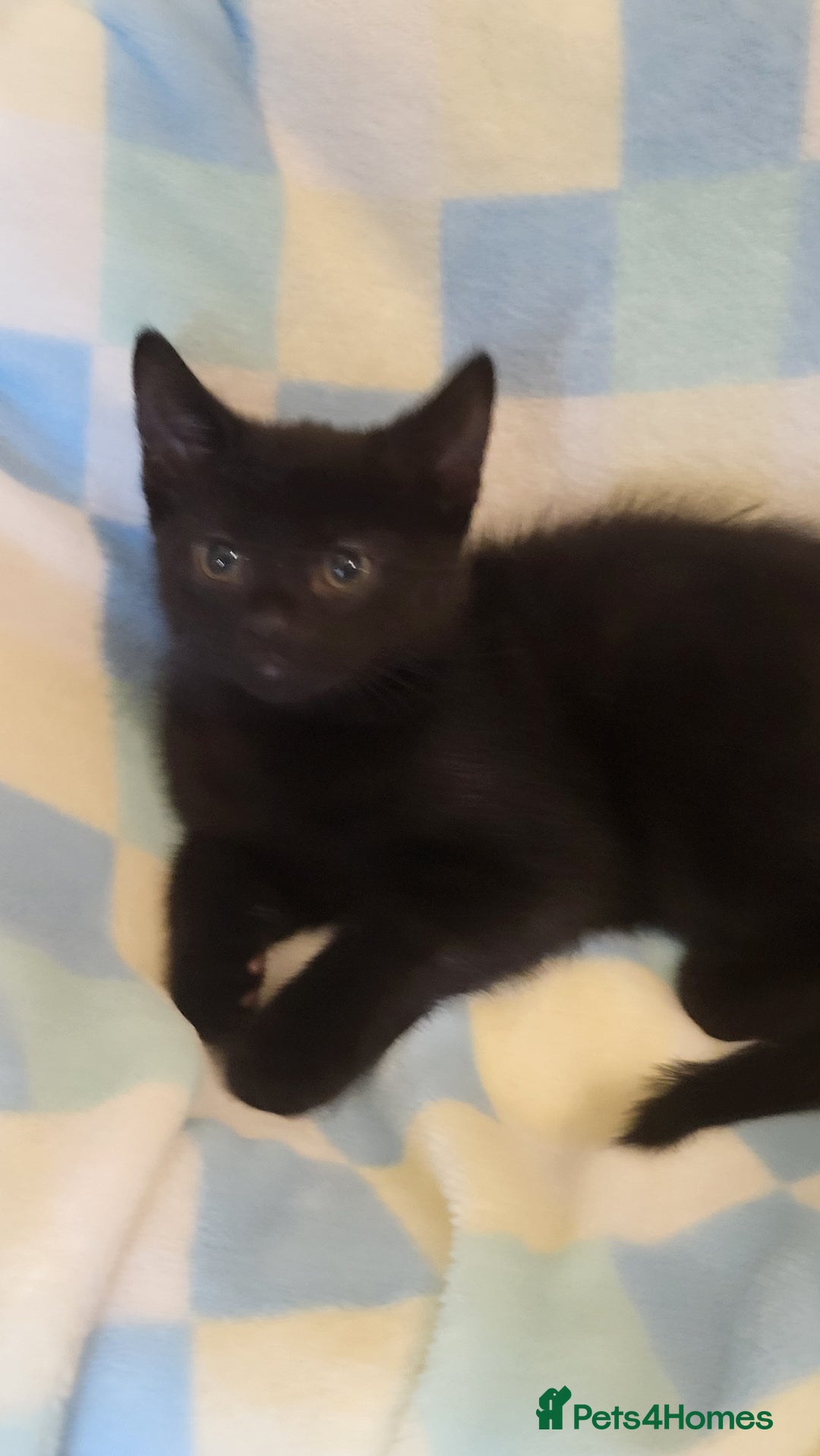 Mixed Breed cats for sale: Kittens Ready Now - Image 6