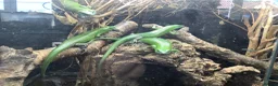 Skink reptiles for sale: Emerald tree skink in Highbridge - Advert 2
