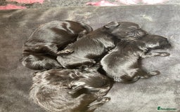 Cocker Spaniel dogs for sale: Cocker spaniel puppies (show type X working dog)  - Image 8