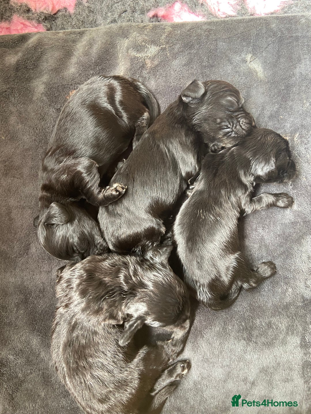 Cocker Spaniel dogs for sale: Cocker spaniel puppies (show type X working dog)  - Image 8