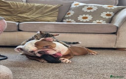 English Bulldog dogs for sale: English bulldog male - Image 9