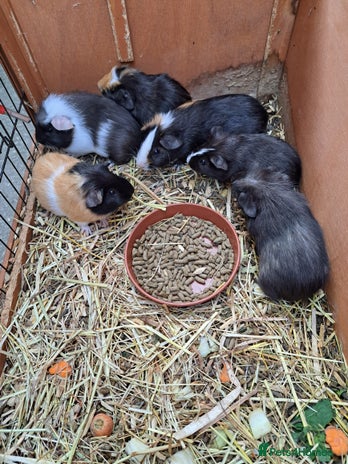Guinea Pig rodents - Advert 16