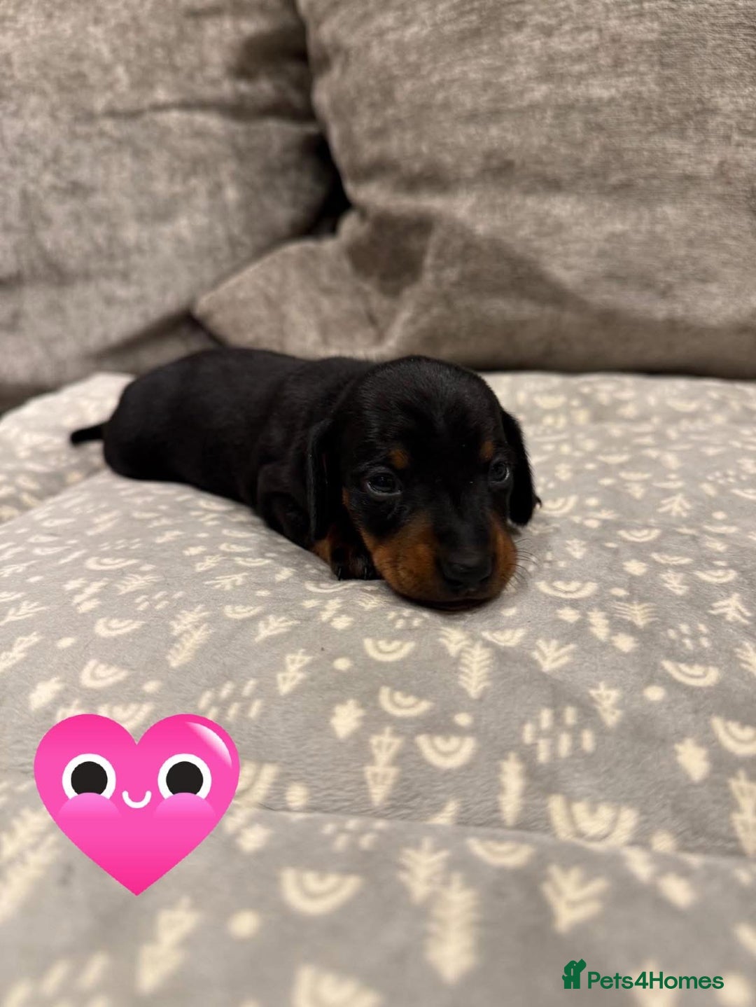 Miniature Dachshund dogs for sale: Venus Rocket and Comet 3 piebald dachshunds  - Advert 4