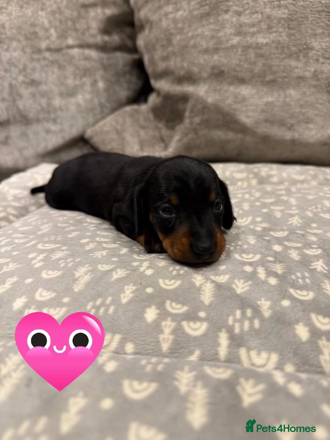 Miniature Dachshund dogs for sale: REDUCED Venus Rocket and Comet piebald dachshunds  - Advert 4