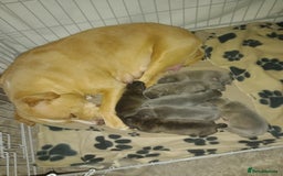 Staffordshire Bull Terrier dogs for sale: Brindle staffy pups  - Image 1