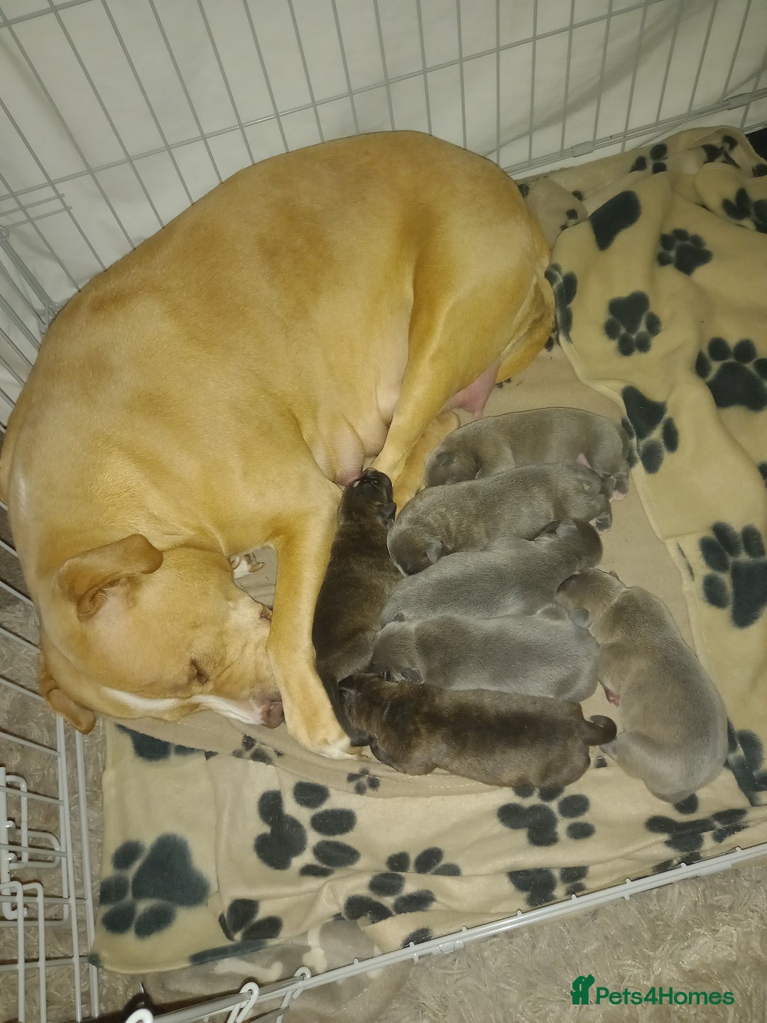 Staffordshire Bull Terrier dogs for sale: Brindle staffy pups  - Image 1